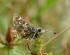 Spialia sertorius